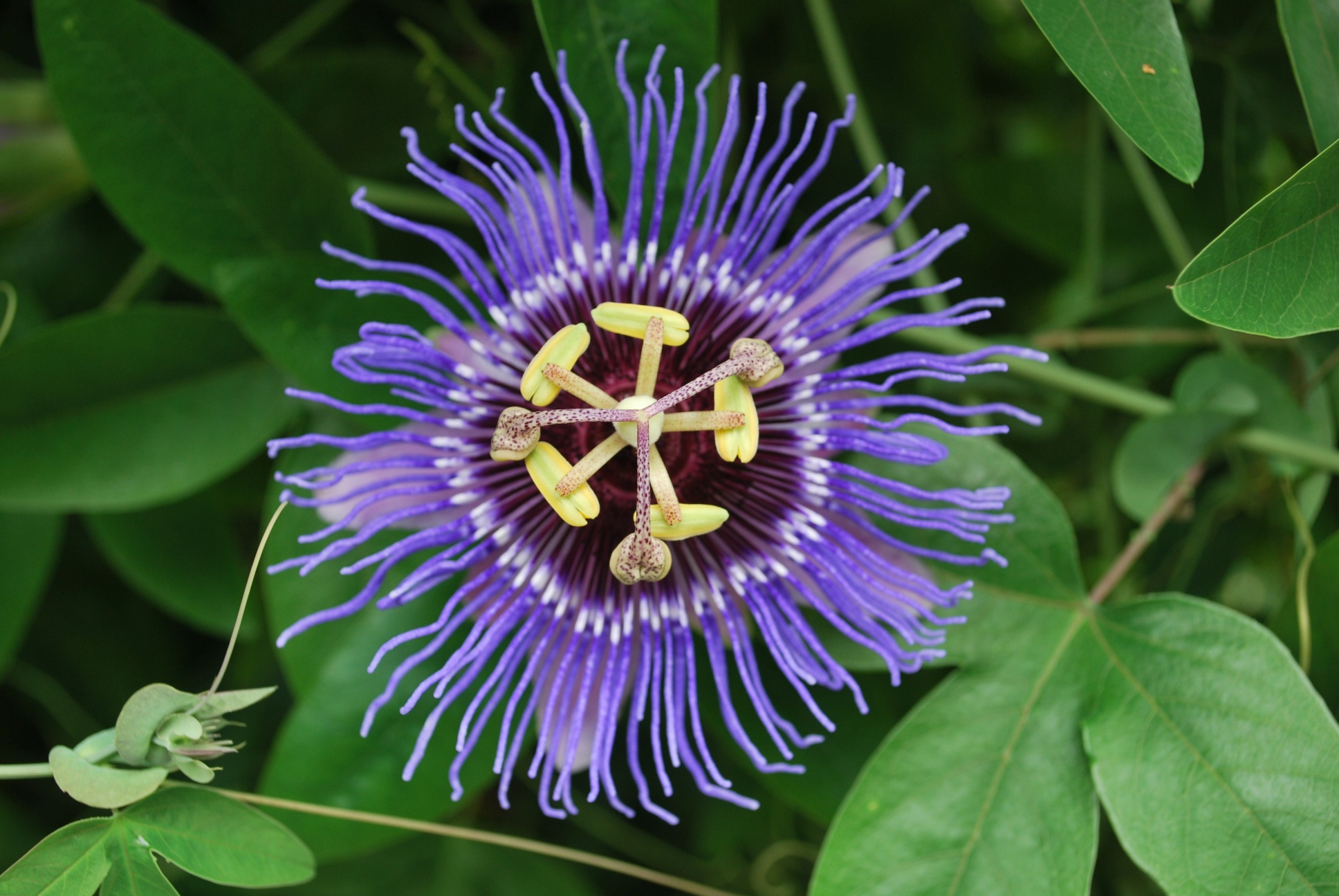 Another take on the passion flower