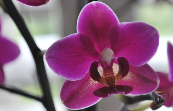 Orchidbacklit2013