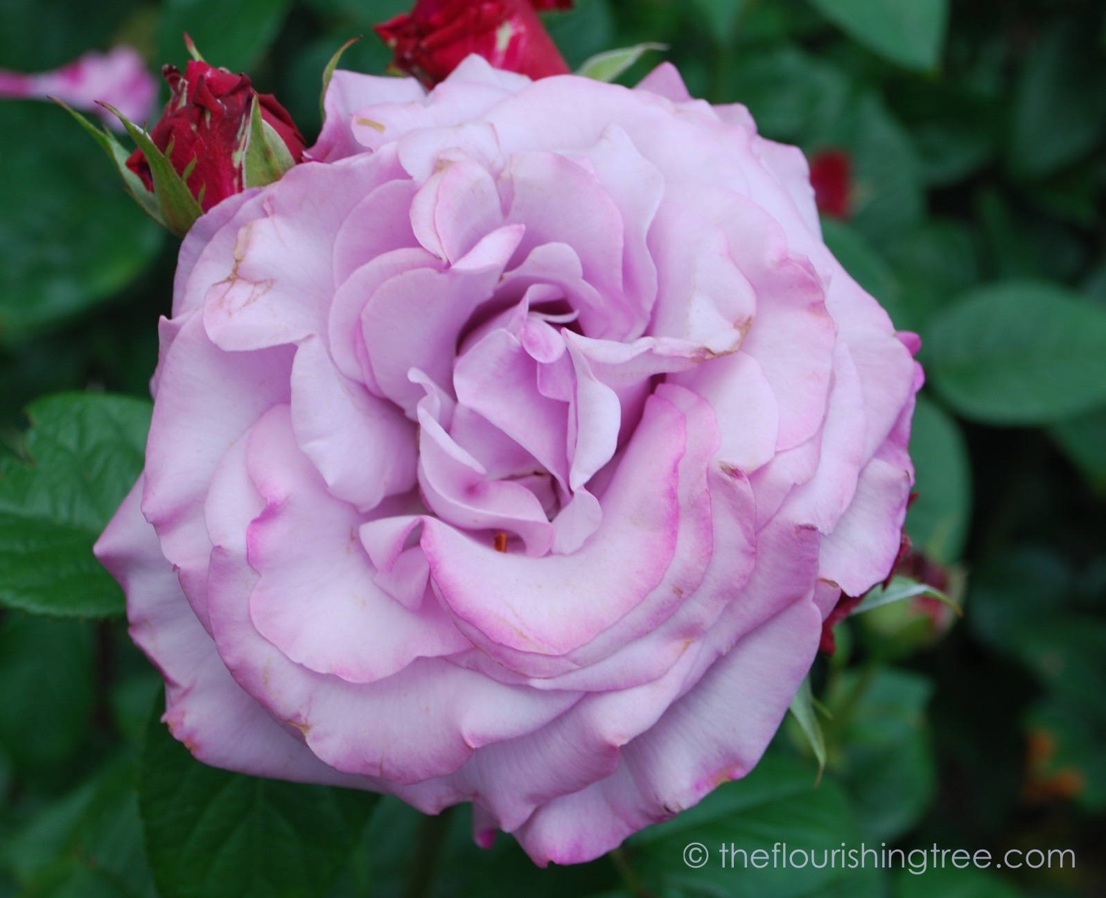 The rose garden | The Flourishing Tree
